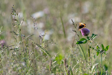 Red admiral butterfly in a field of wildflowers, Norfolk, UK. Beautiful summer wildlife scene.