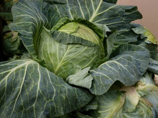 Obraz premium green,early cabbage leaf vegetable