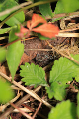 water drops macro photo on grass