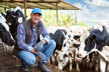 cowboy farmer among cows on the farm