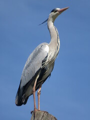 Heron cendré