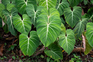 Philodendron Gloriosum growing wild in the rain forest. Green velvet, white vein,  heart shape, rainforest foliage, huge leaf. Suitable for indoor plant. . - obrazy, fototapety, plakaty