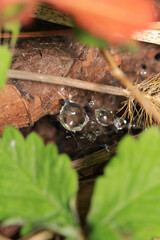 water drops macro photo on grass