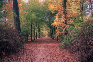Walking on the fallen leafs.