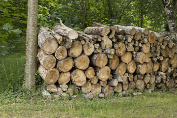 Bois coupé dans une forêt