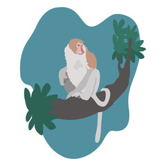 proboscis monkey- Long nose monkey- Illustration.