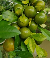 Green kumquat or Green Mandarin