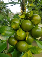Green kumquat or Green Mandarin