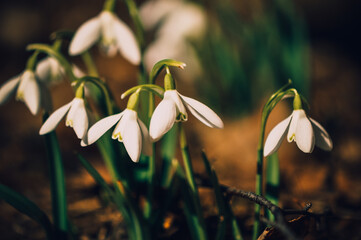 Snowdrops.Spring flowers. Primroses.