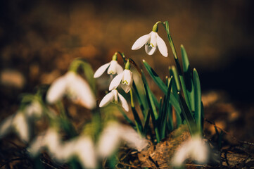 Snowdrops.Spring flowers. Primroses.