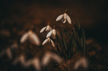 Snowdrops.Spring flowers. Primroses.