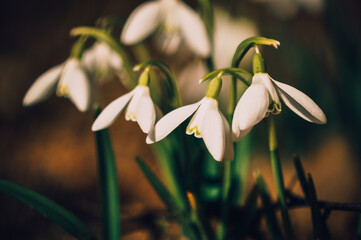 Snowdrops.Spring flowers. Primroses.