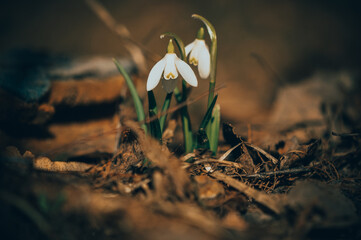 Snowdrops.Spring flowers. Primroses.