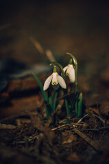 Snowdrops.Spring flowers. Primroses.