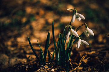 Snowdrops.Spring flowers. Primroses.