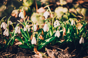 Snowdrops.Spring flowers. Primroses.