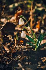 Snowdrops.Spring flowers. Primroses.