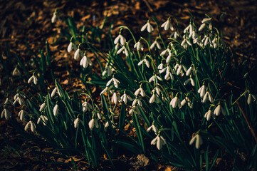 Snowdrops.Spring flowers. Primroses.