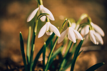 Snowdrops.Spring flowers. Primroses.