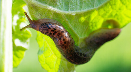 Macro shot of a large long slug, leopard slug Limax maximus, family Limacidae, crawling on green leaves. Spring, Ukraine, May