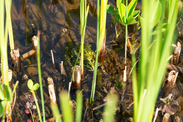 frog couple sitting in the pont symbol relationship marriage trust idea pairship