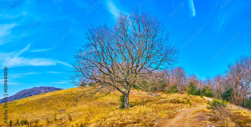 Poster Panorama of Alpe Vicania montane meadow with spread tree, Vico Morcote, Switzerland