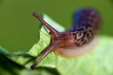 Snail without shell. Leopard slug Limax maximus, family Limacidae, crawls on green leaves. Spring, Ukraine, May - obrazy, fototapety, plakaty
