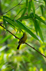Green colour common Iora bird in the jungle on a tree with natural view background, selective focus images.