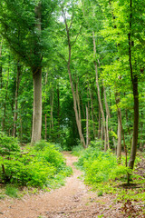 Fototapeta na wymiar path in the woods goals conecpt grow health hiking activity