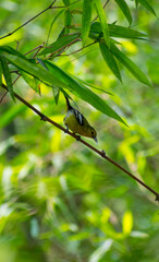Green colour common Iora bird in the jungle on a tree with natural view background, selective focus images.