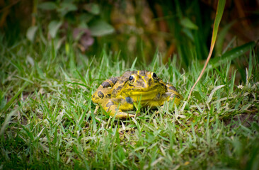 Yellow and black colour giant frog on the fild, selective focus images.