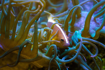One Clownfish in anemone