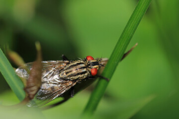 calliphora vicina fly macro photo