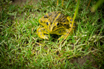 Yellow and black colour giant frog on the fild, selective focus images.