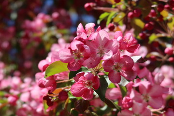 Blossom in spring 