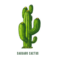 Saguaro cactus or cereus cacti, vector icon