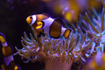 Clown fish in anemone