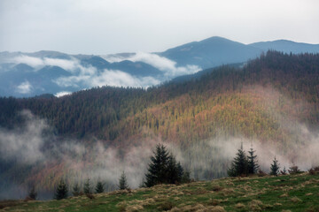 The Carpathian mountain meadow and mountains are covered with fog after rain