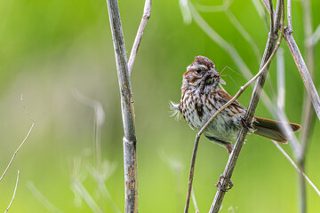 Perching Song Sparrow (Melospiza melodia)