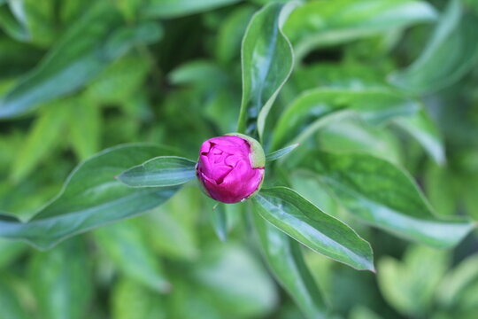 unopened peony flower bud in the garden