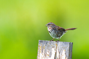 Perching Song Sparrow (Melospiza melodia)