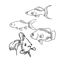 Tropical sea and aquarium fishes collection on white background. Set of freshwater and saldwater aquarium cartoon fishes. Varieties of ornamental popular fish in sketch line drawing style