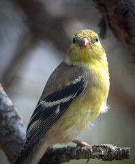 yellow bird on a branch - 509646553