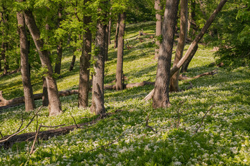 Blooming bear garlic in the forest in the national park