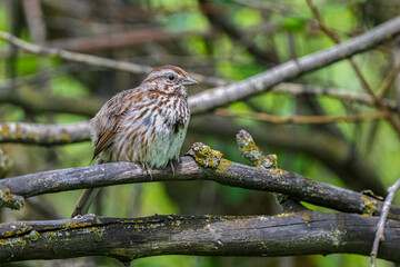 Perching Song Sparrow (Melospiza melodia)