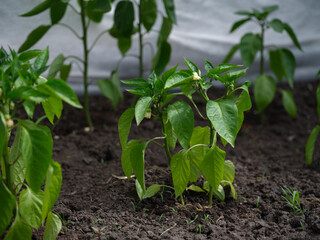Some pepper plants growing in a greenhouse