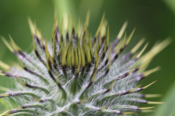 An extreme close up of a plant at a Nature Reserve in Lunt. The photo has been taken at very close range using a macro lens for extra detail.