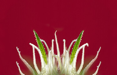 Macro,fantastic marijuana flower with beautiful pistils, red background, space for copy.