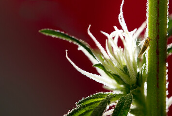 Macro of insect eating marijuana flower with beautiful pistils, red background
