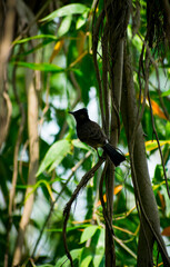 Asian red vented bulbul birds in the jungle,selective focus images.